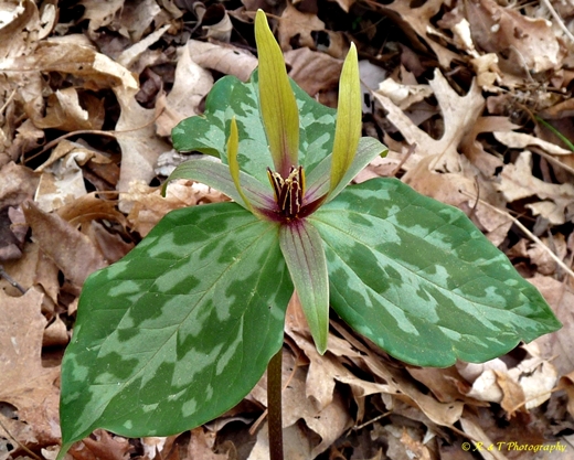 {Trillium freemanii}